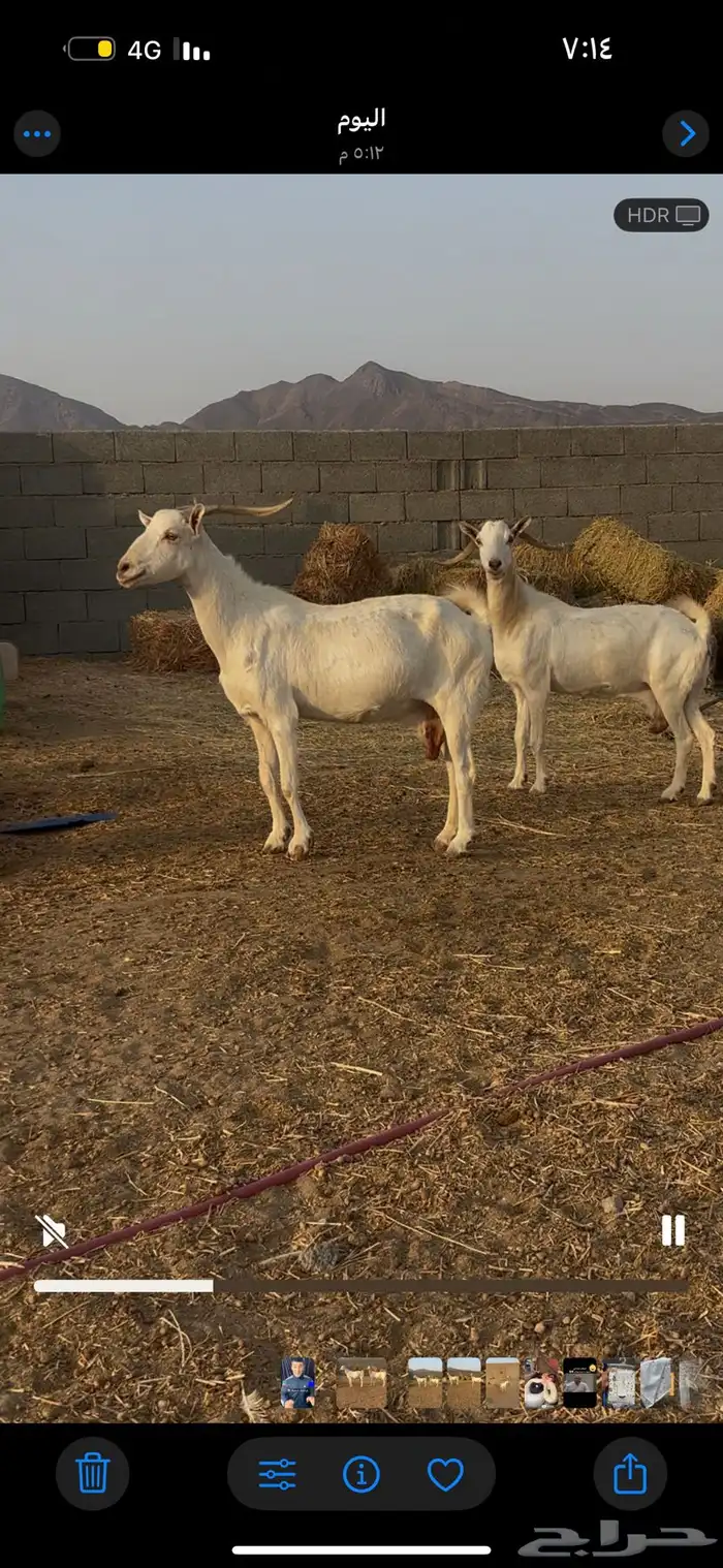 عنز بيشية برص 1