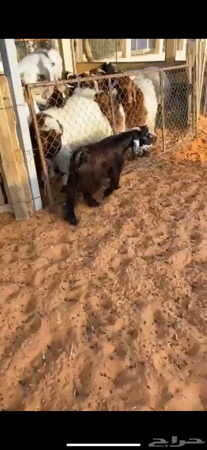 تيس عمره 4 شهور ونص شحم وظهره حد الغلاق نظيف وطيب 0