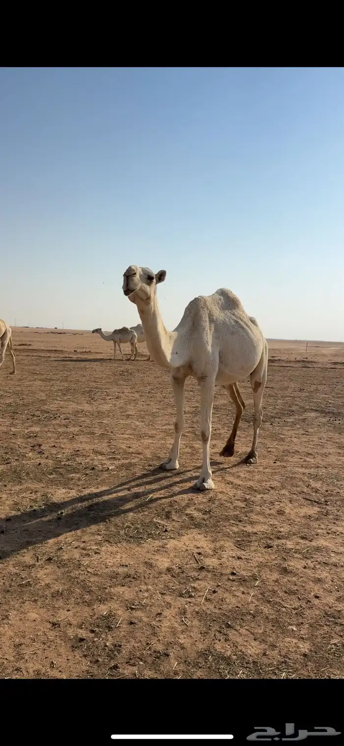عشرا مبيوع حاشيها ضروبه سليمه 0