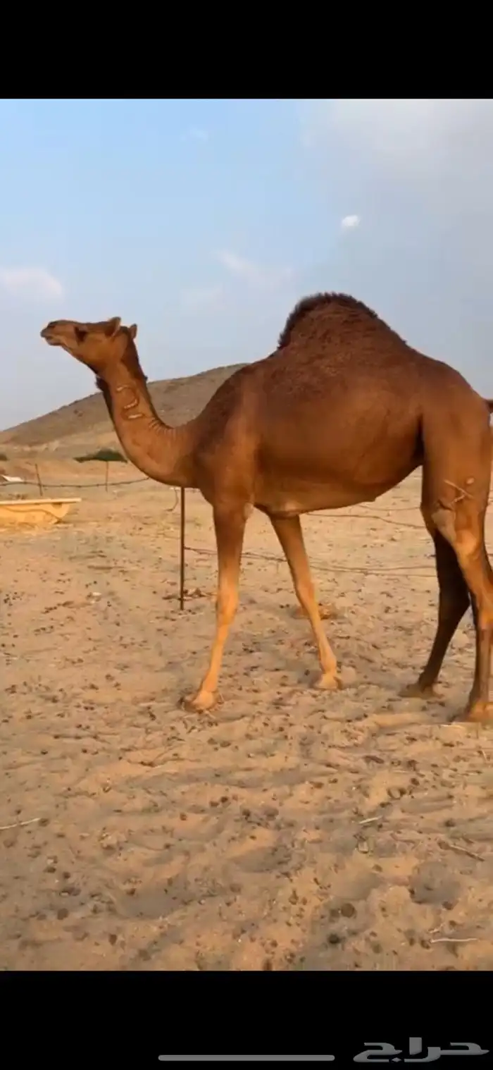 بكره من ابل عبد المطلوب الجدعاني حصري ونادر 1