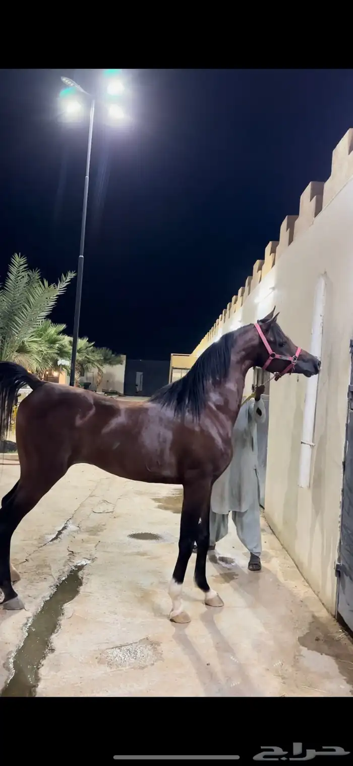 فحل مربط واهو ابن الادهم نيروز العنايه 0