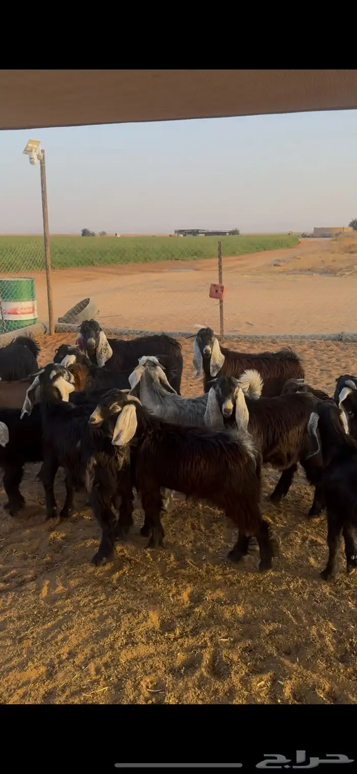 للبيع تيوس عوارض طيبات 1