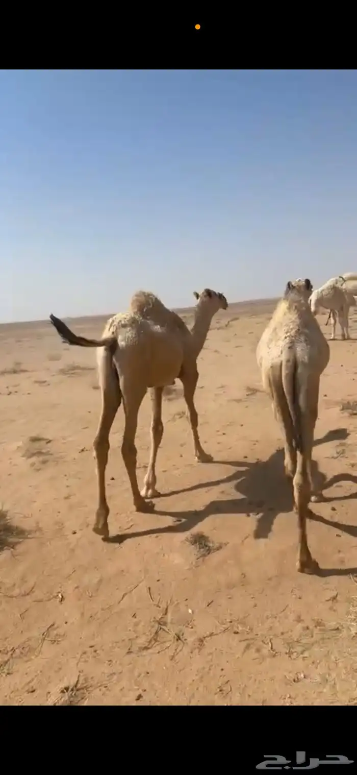 قعود للبيع العمر فوق 7 شهور 1