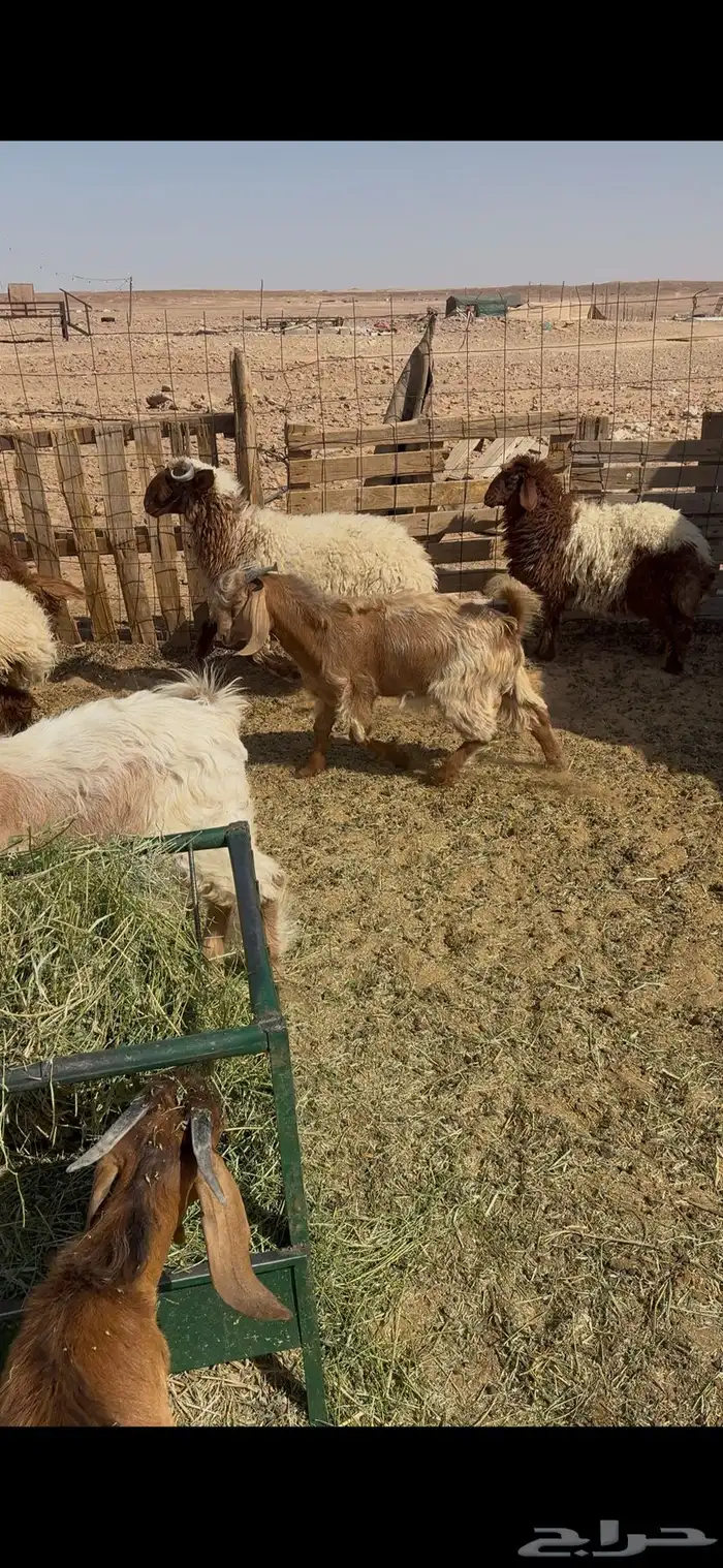ذبايح طيبه تيوس وخرفان 2