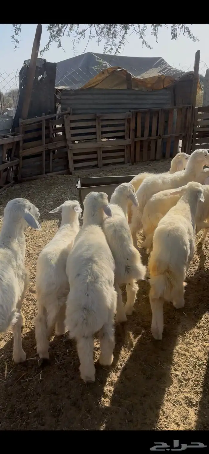 بهم حري كفو 0