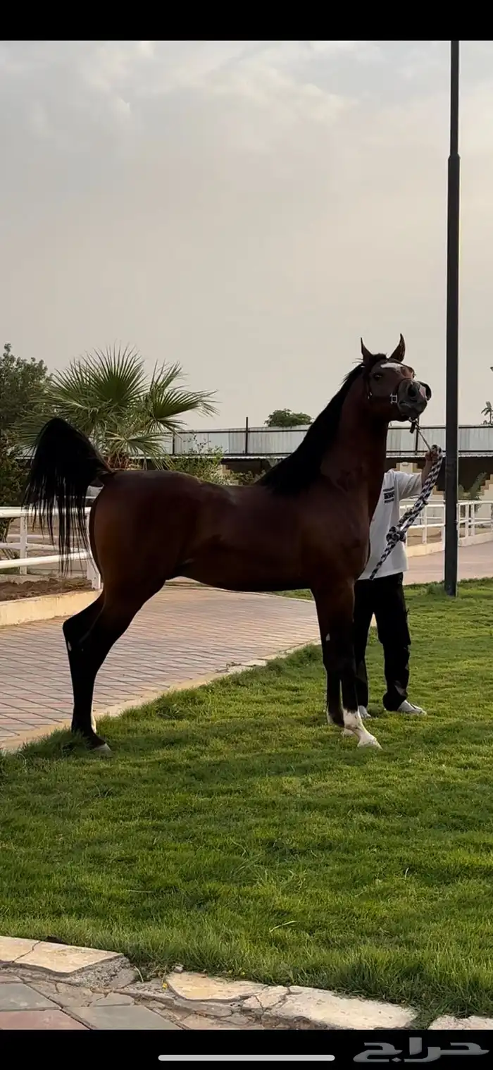فحل مربط واهو ابن الادهم نيروز العنايه 2