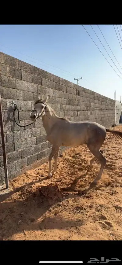مهر index