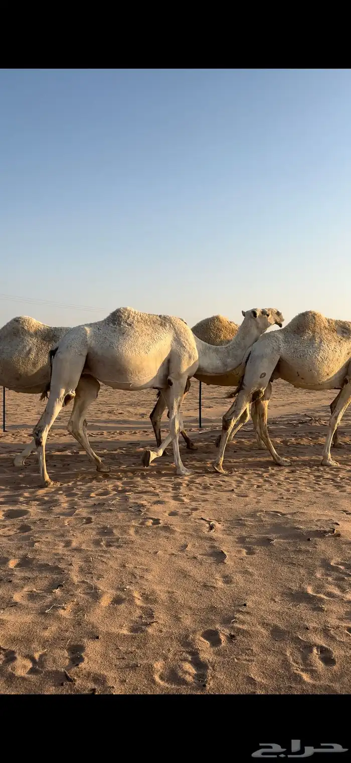 للبيع ناقه لقحه كفو عونيه لقحه ب ثانيها على حيسوني كفو 1