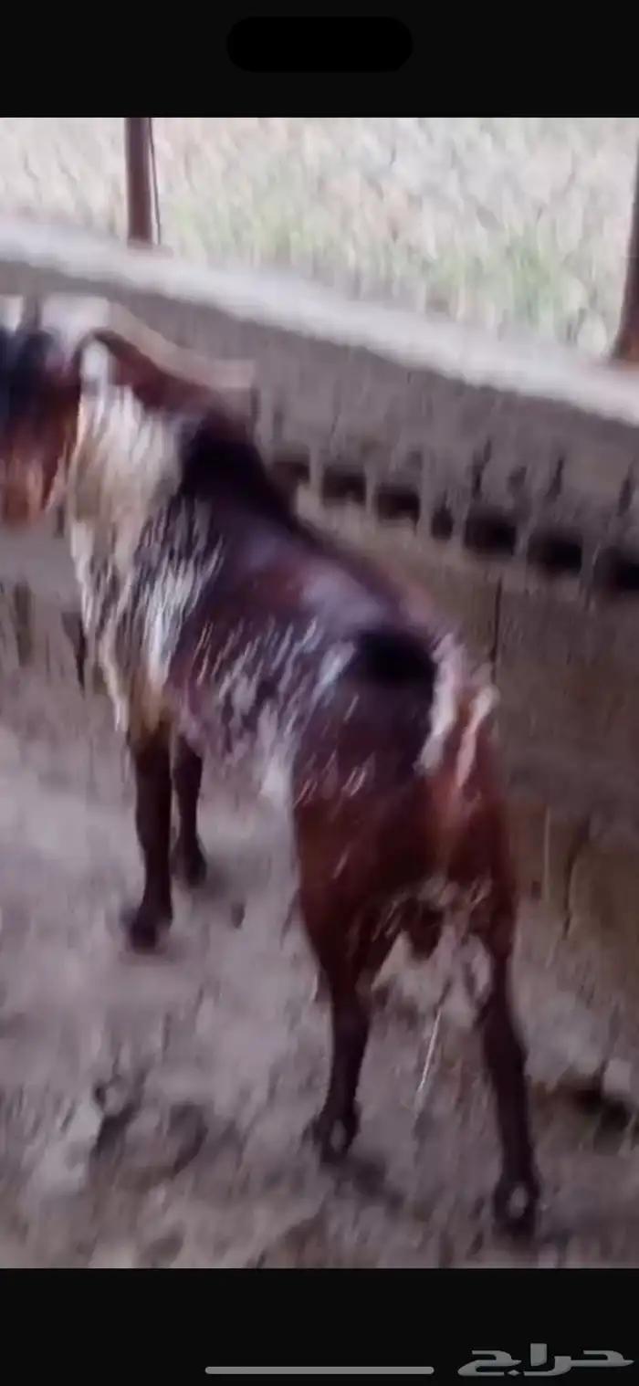 تيس فحل اوشح ادهم فاخر 5