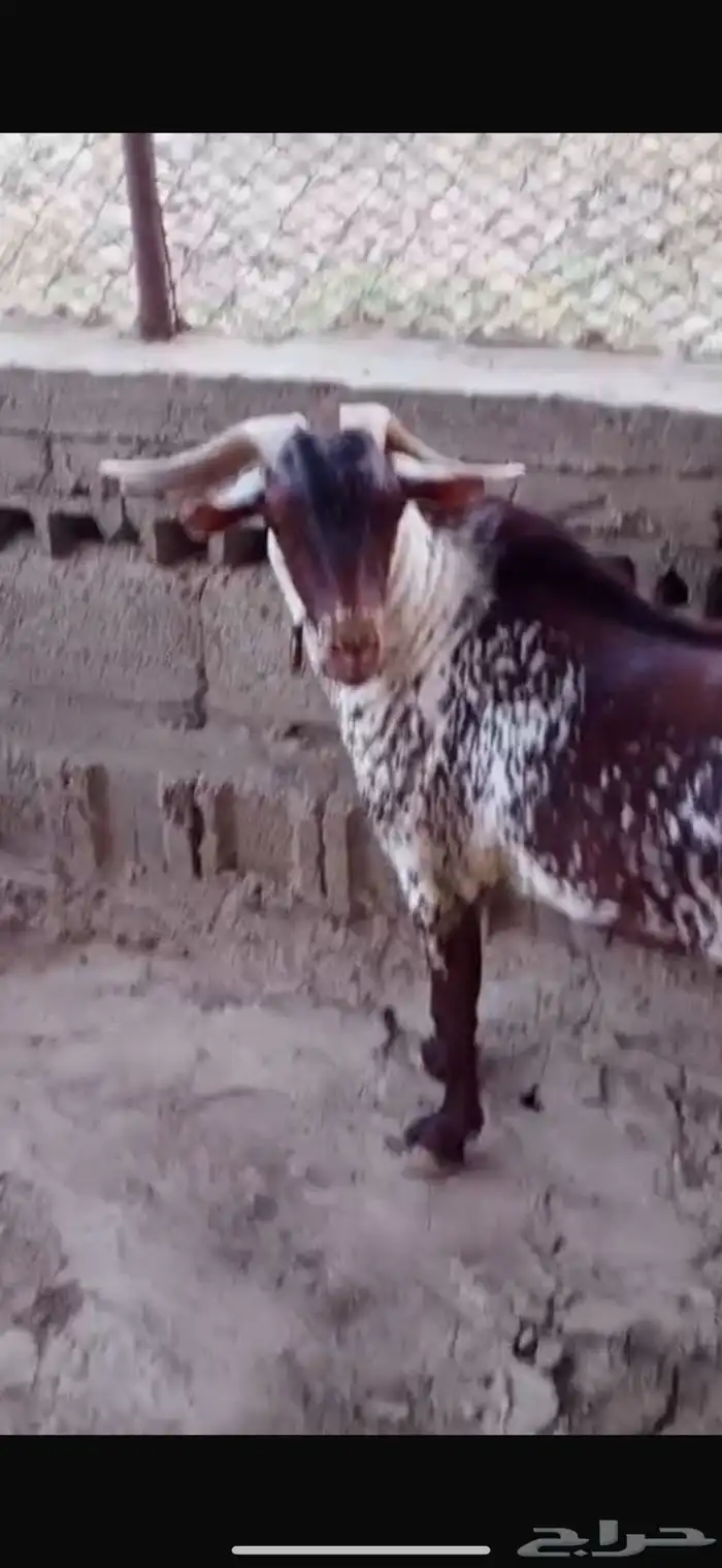 تيس فحل اوشح ادهم فاخر 0