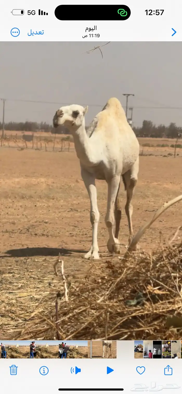 ثلاث عشاير ولقحه مع بكارهن 2