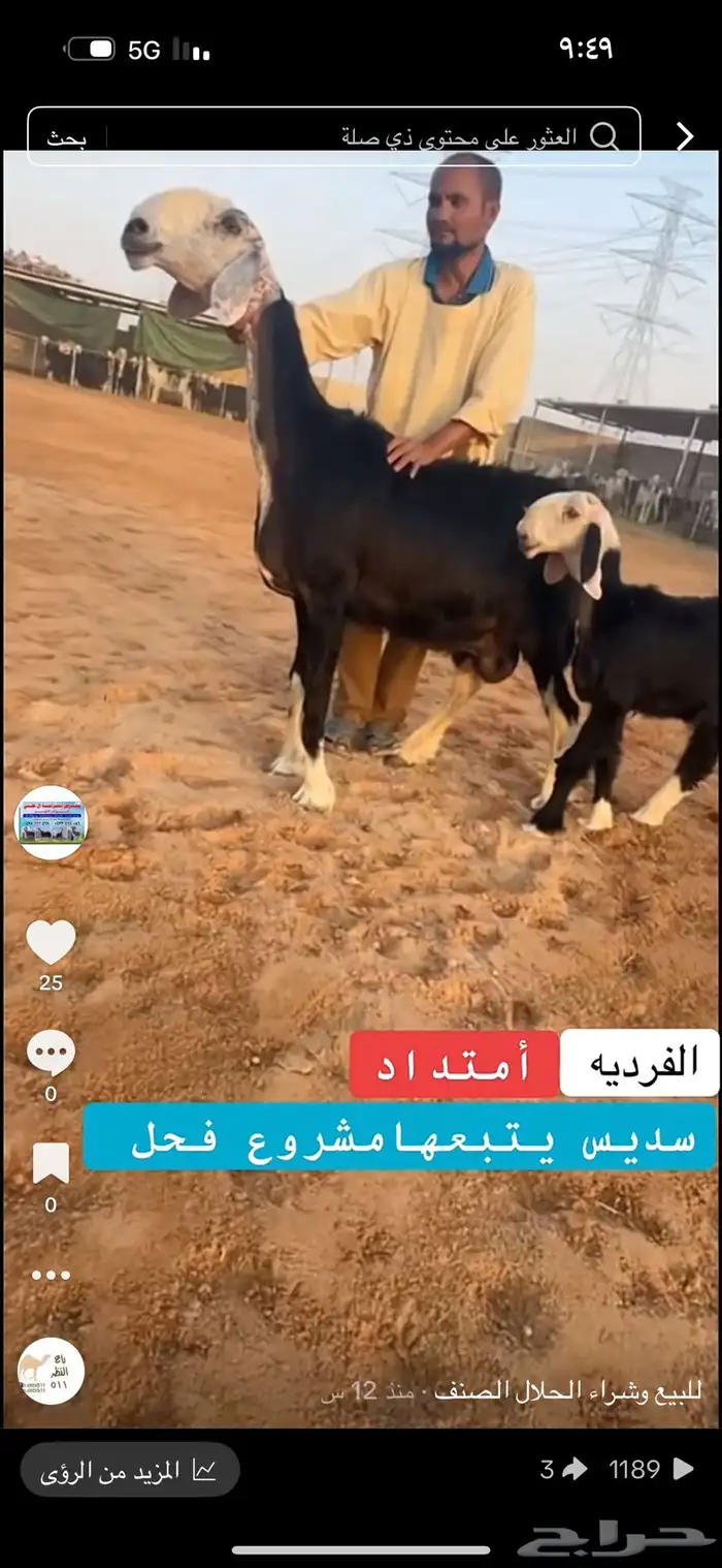 عرض شاه فاخره للبيع 1