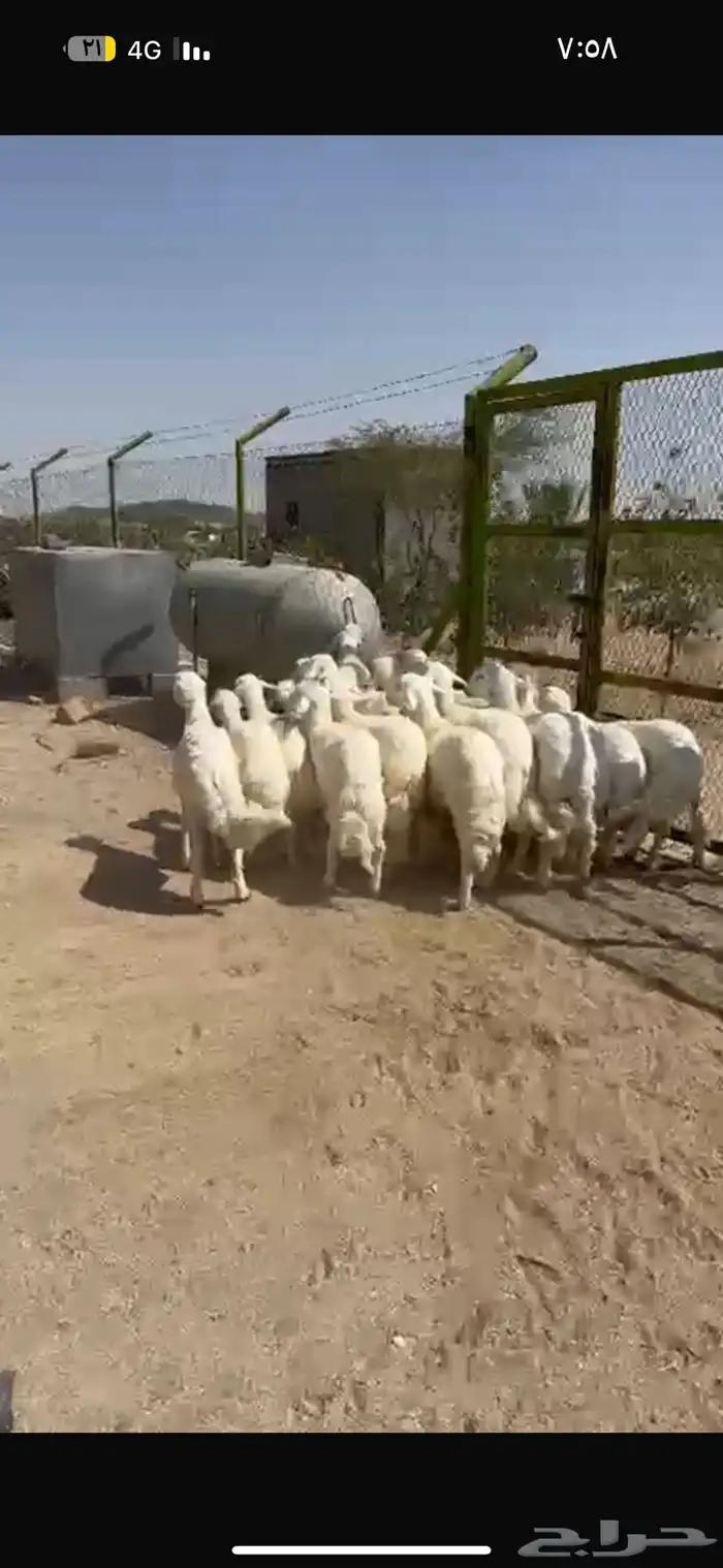 بهم خرفان ورخال 1