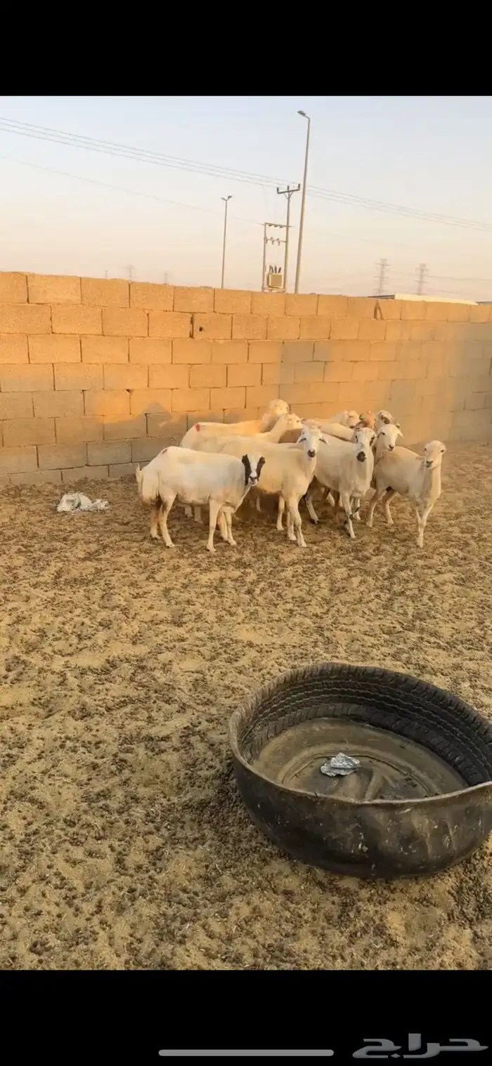 غنم رفيديات 1