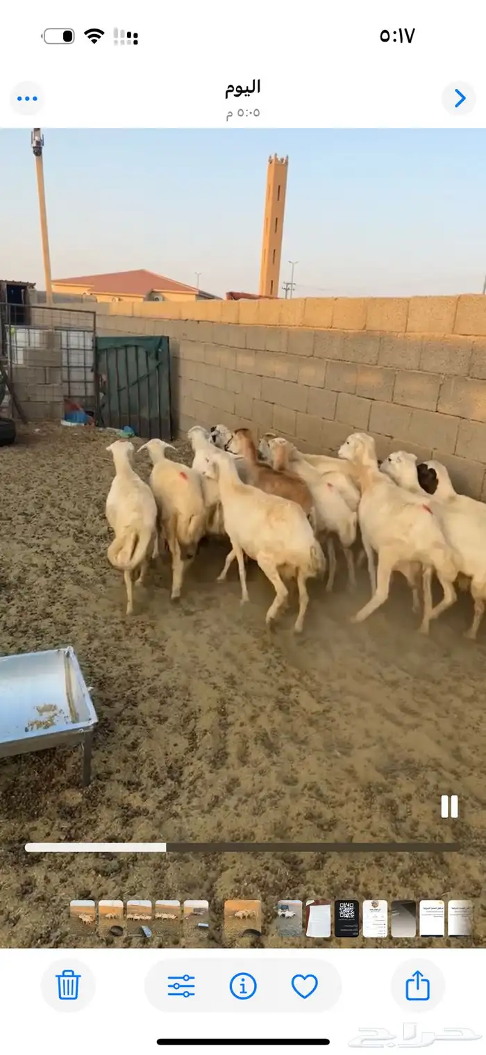 غنم رفيديات 4