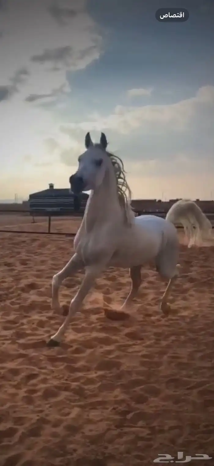 حصان جمال 1