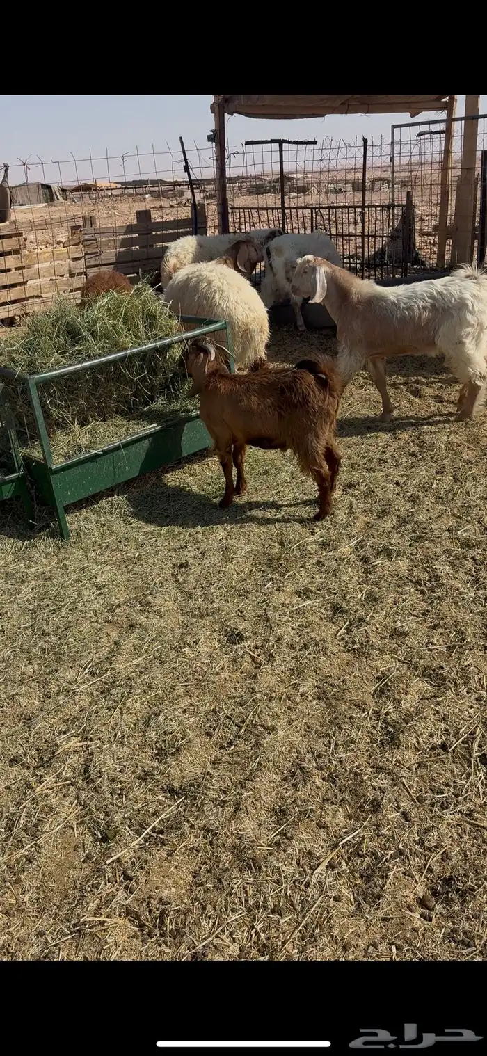 ذبايح طيبه تيوس وخرفان 0