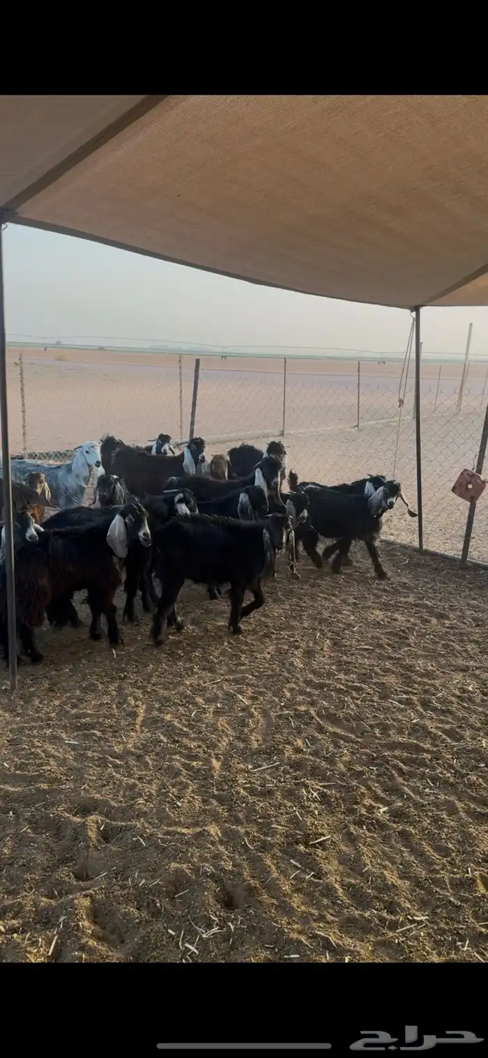 للبيع تيوس عوارض طيبات 2