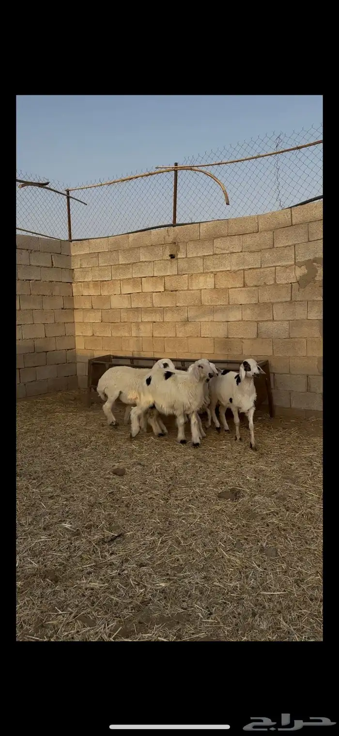 للبيع طليان حريه 1