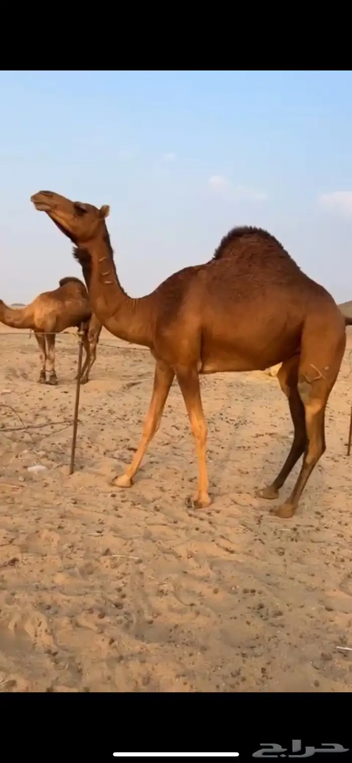 بكره من ابل عبد المطلوب الجدعاني حصري ونادر 0
