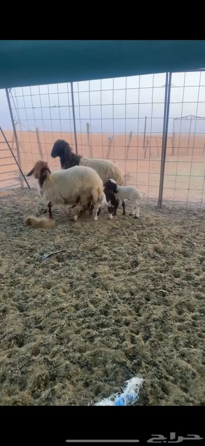 للبيع رغايث ثنين ديودهن عيب عيالهن خرفان 0