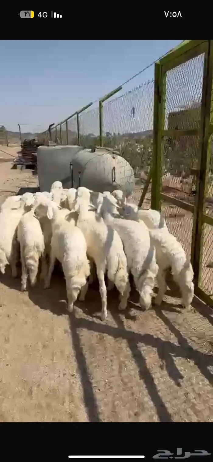 بهم خرفان ورخال 0