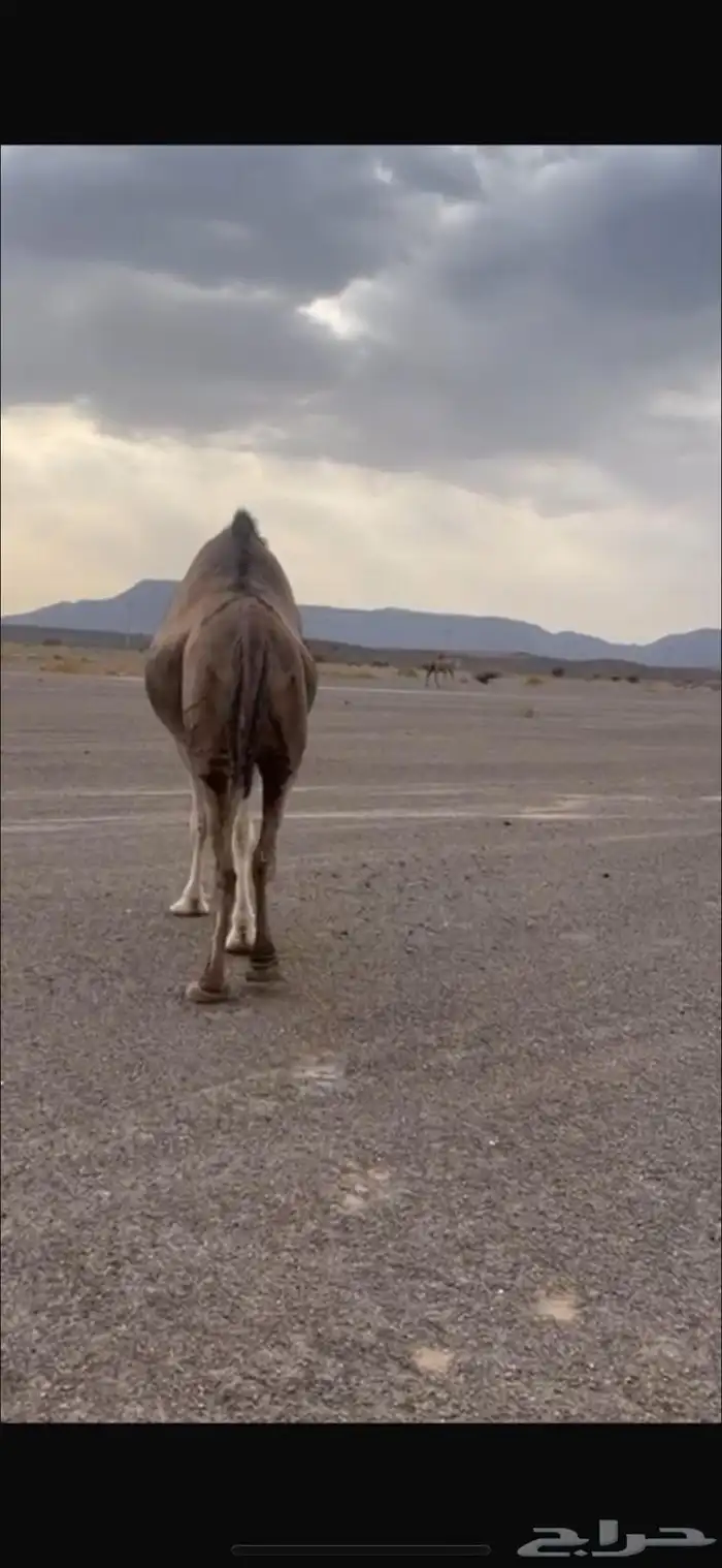 القحات حمر ومجهم ملاقي 0