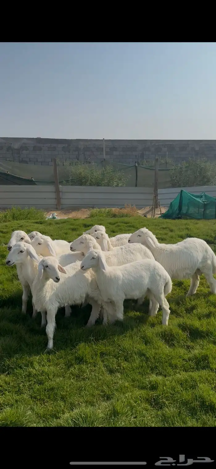ذبايح حري نظاف هرافي فل 0