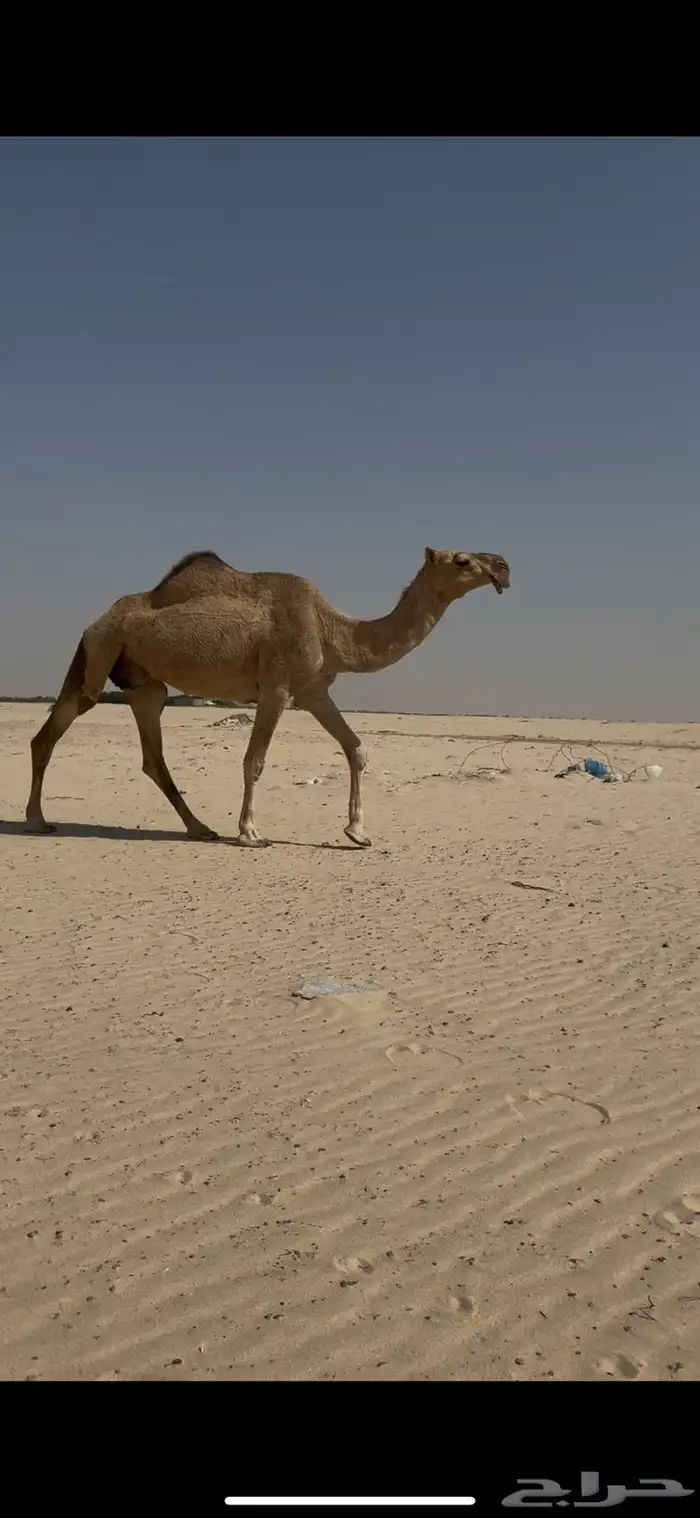 حمرا مجاهيم كفو 0