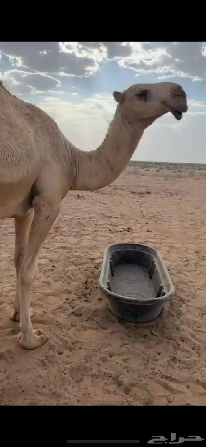 لقيه باتليه كفو 0