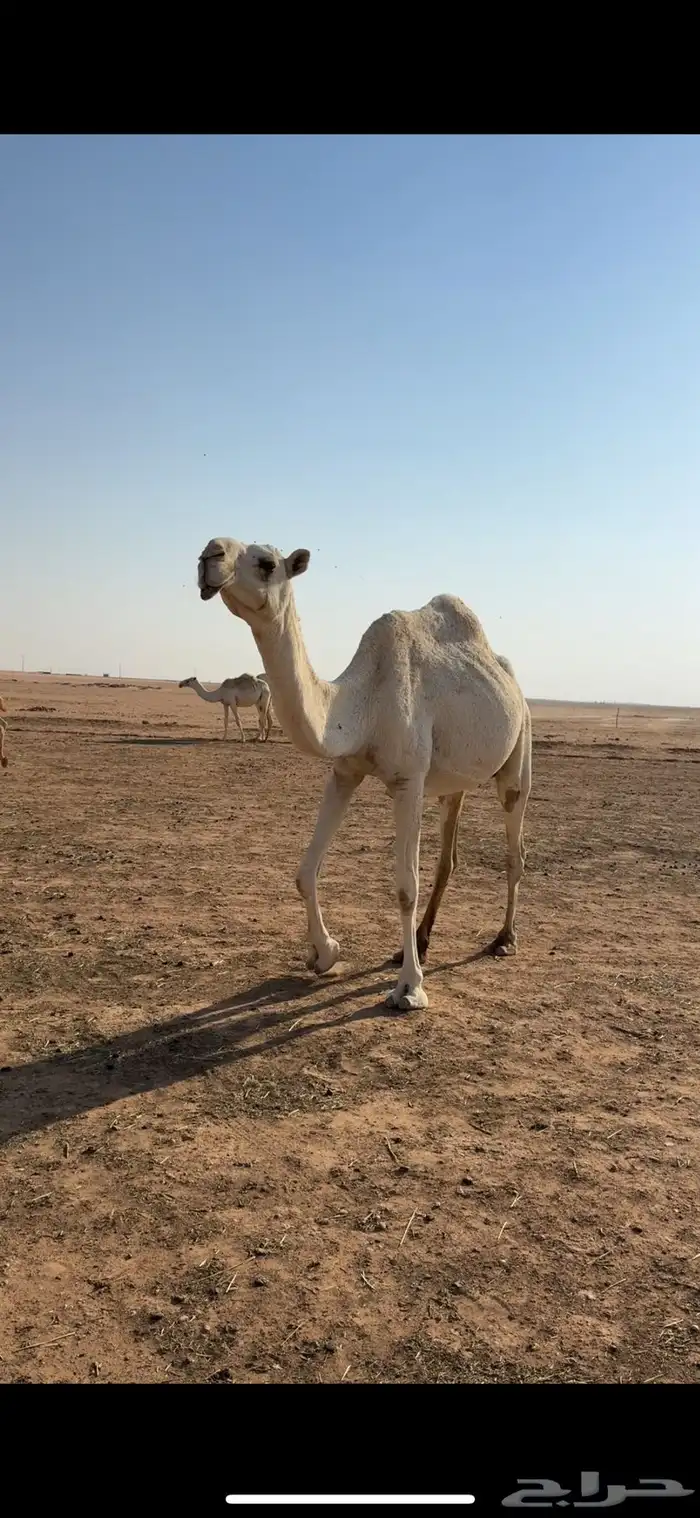 عشرا مبيوع حاشيها ضروبه سليمه 1