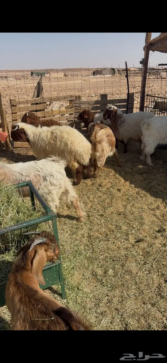 ذبايح طيبه تيوس وخرفان 3