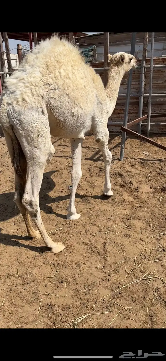 حاشي لباني مقفل شحم 1