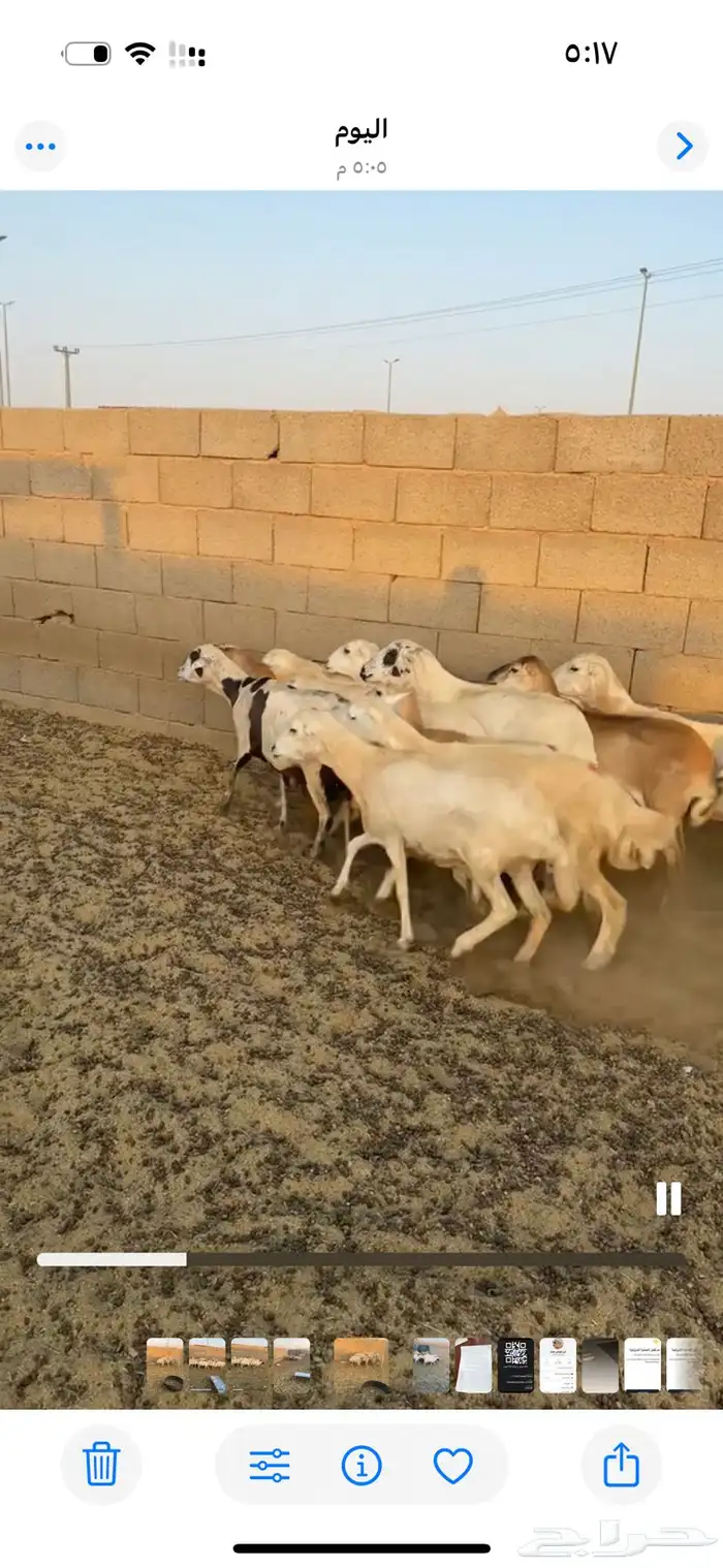 غنم رفيديات 2