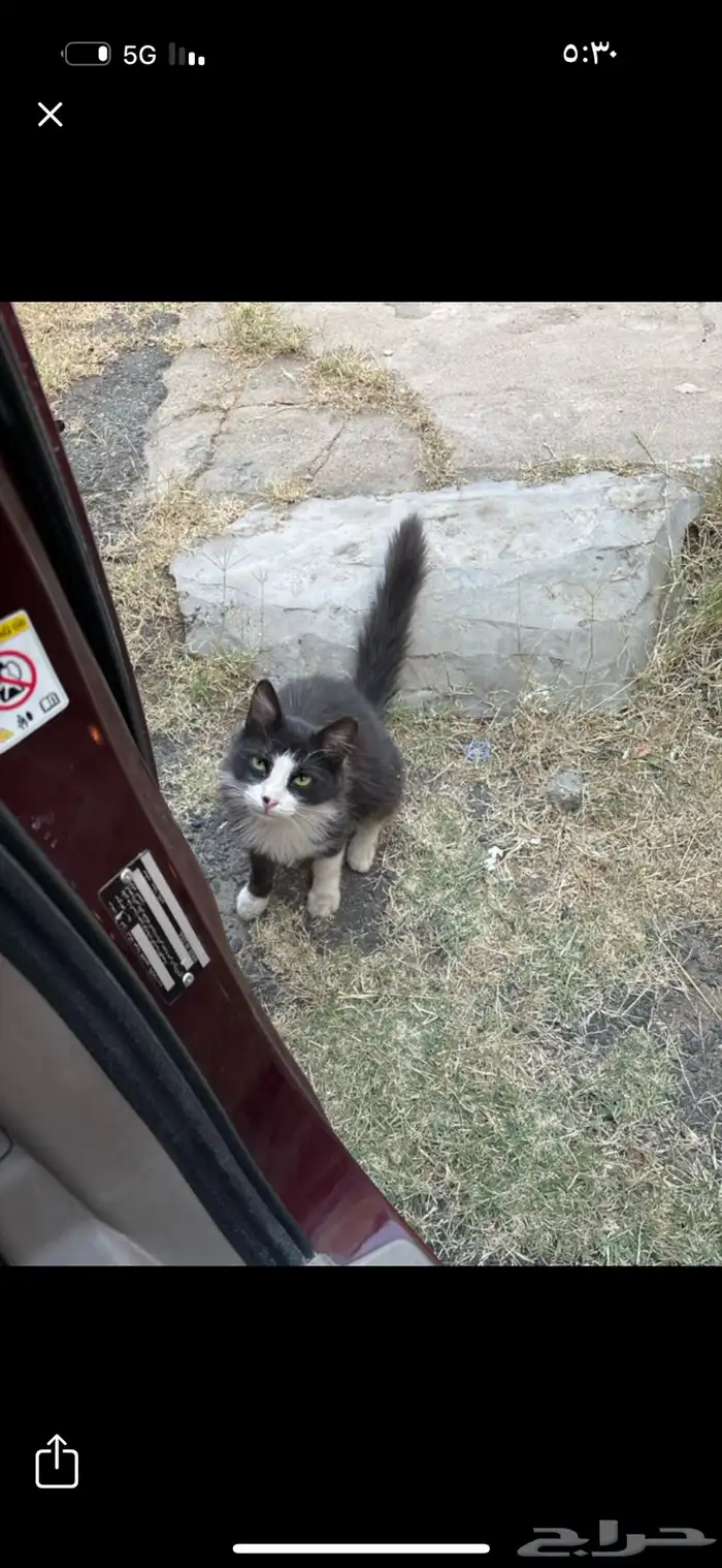 قطه أليفه للتبني تكفووون 0