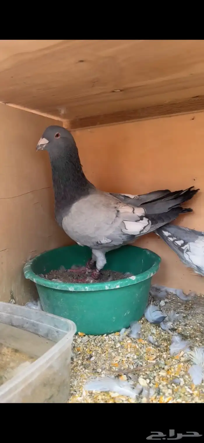 حمام شامي 5