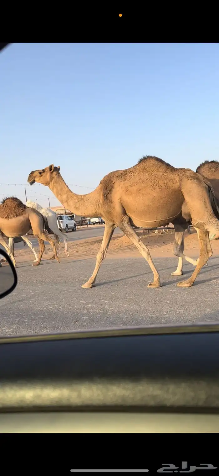 القحات حمر ومجهم ملاقي 5