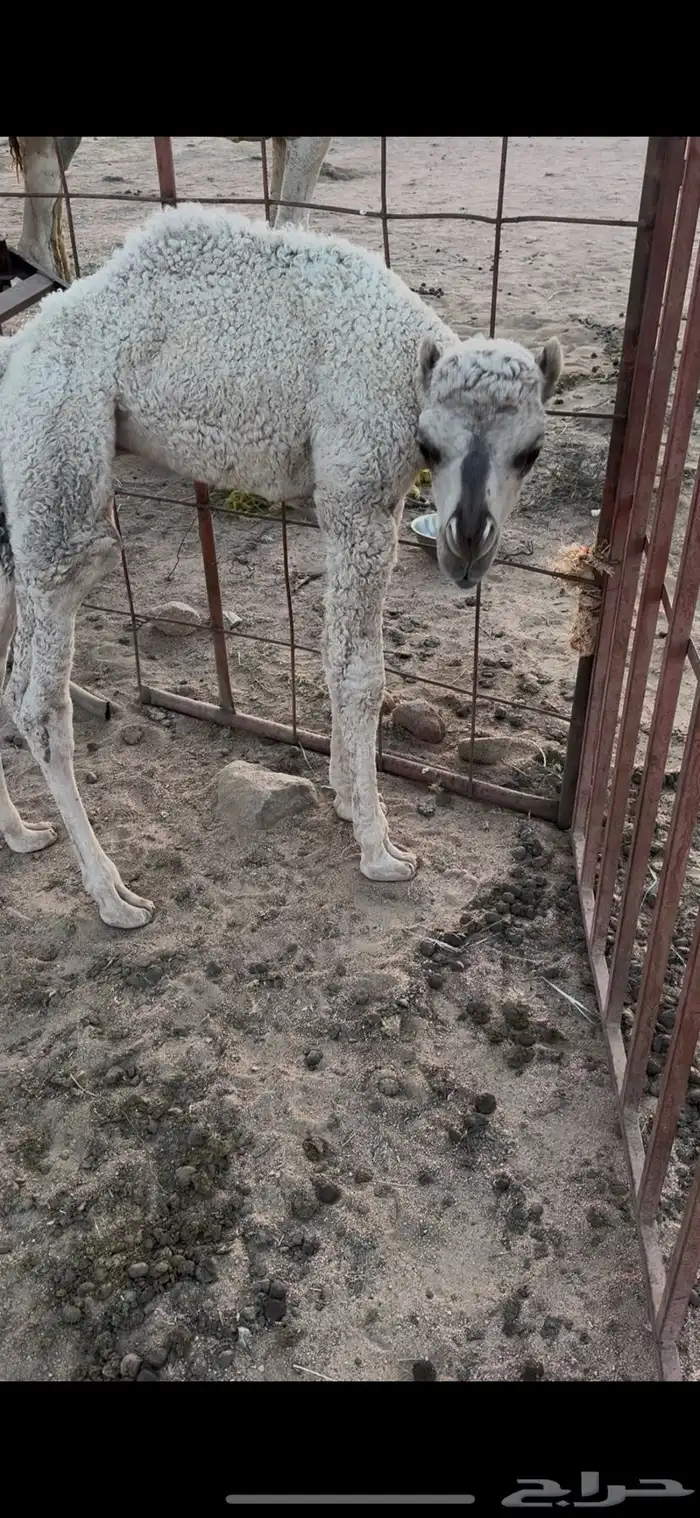 خلفه وضحا الحليب واجد مصغر ومشروطه عون ولون 2