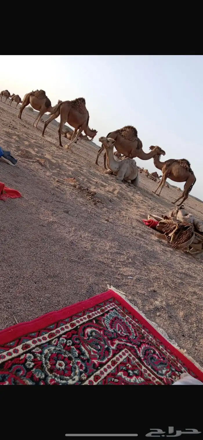 جمل للبيع 1