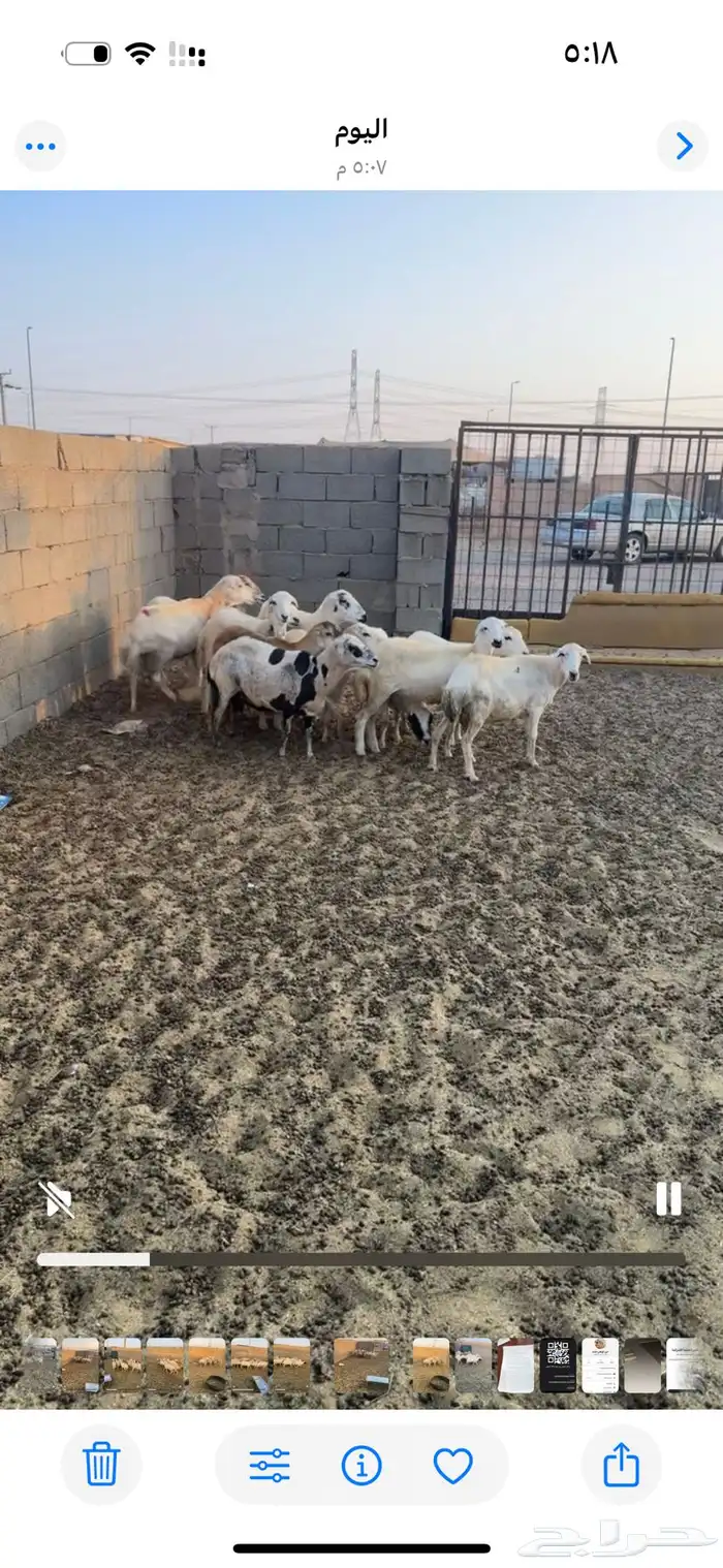 غنم رفيديات 5