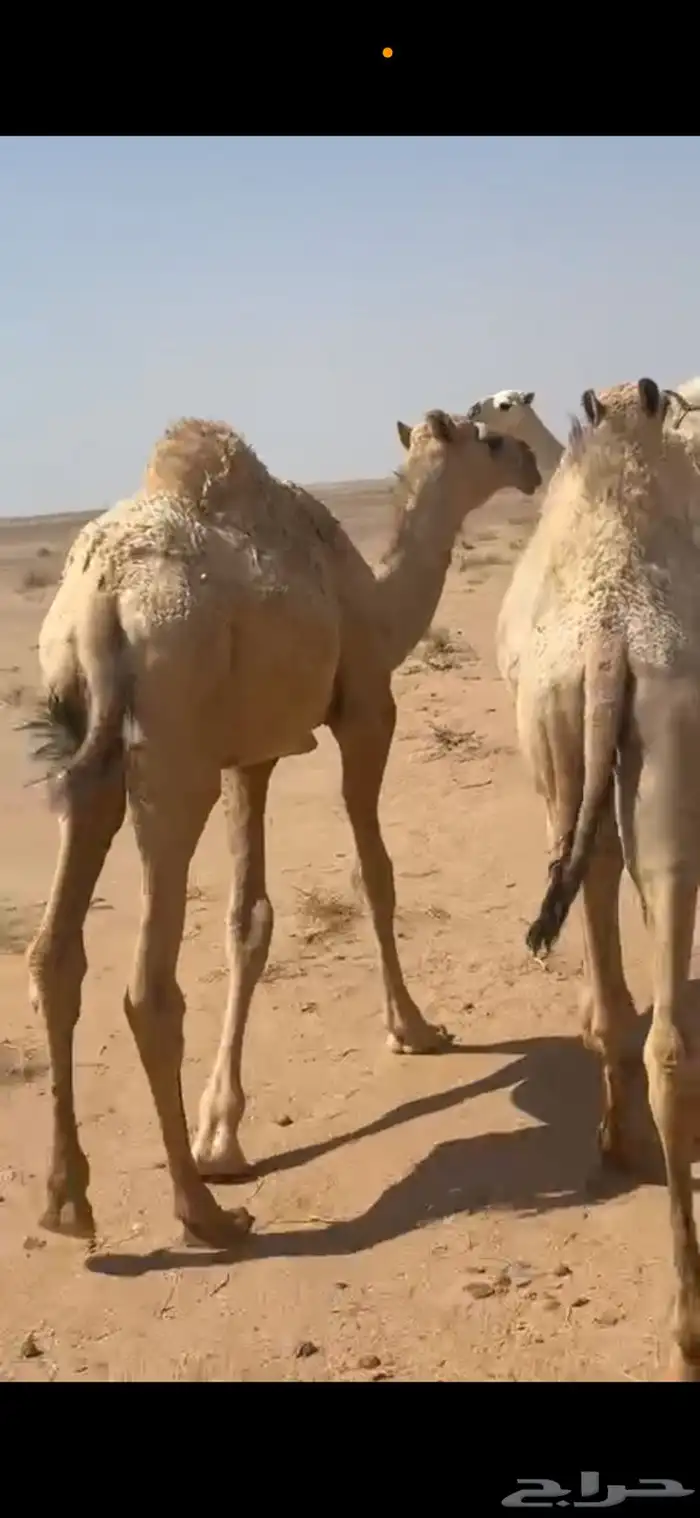 قعود للبيع العمر فوق 7 شهور 0
