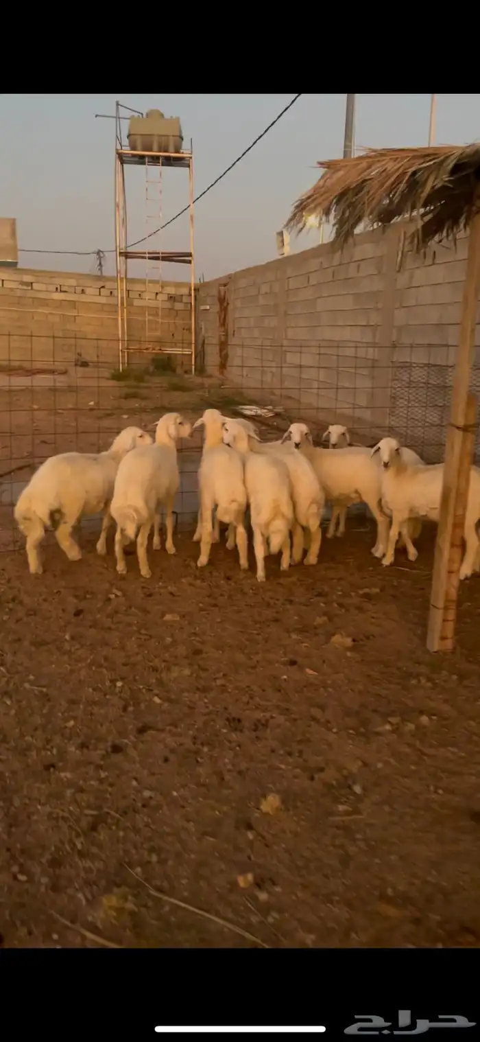 طليان حريه مقفله 1