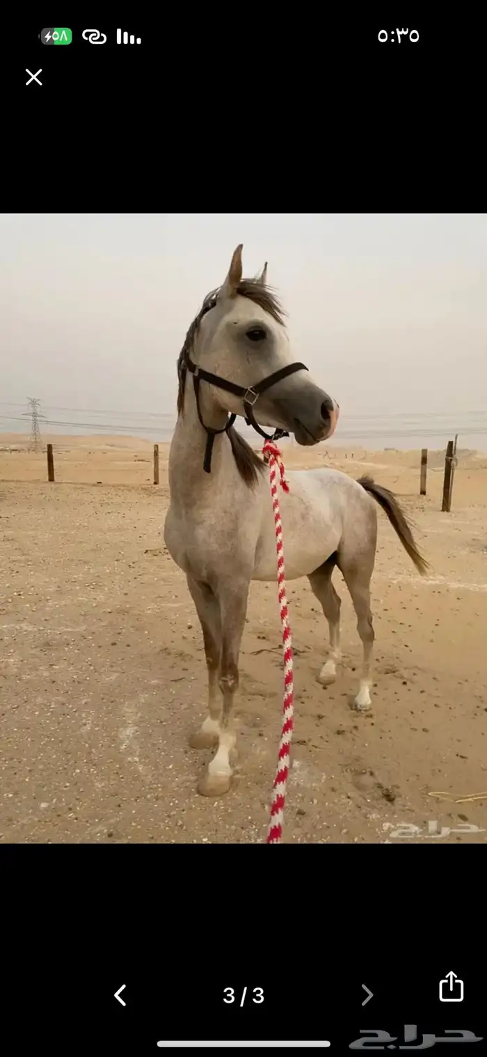 حصان شعبي العمر 2سنتين 4