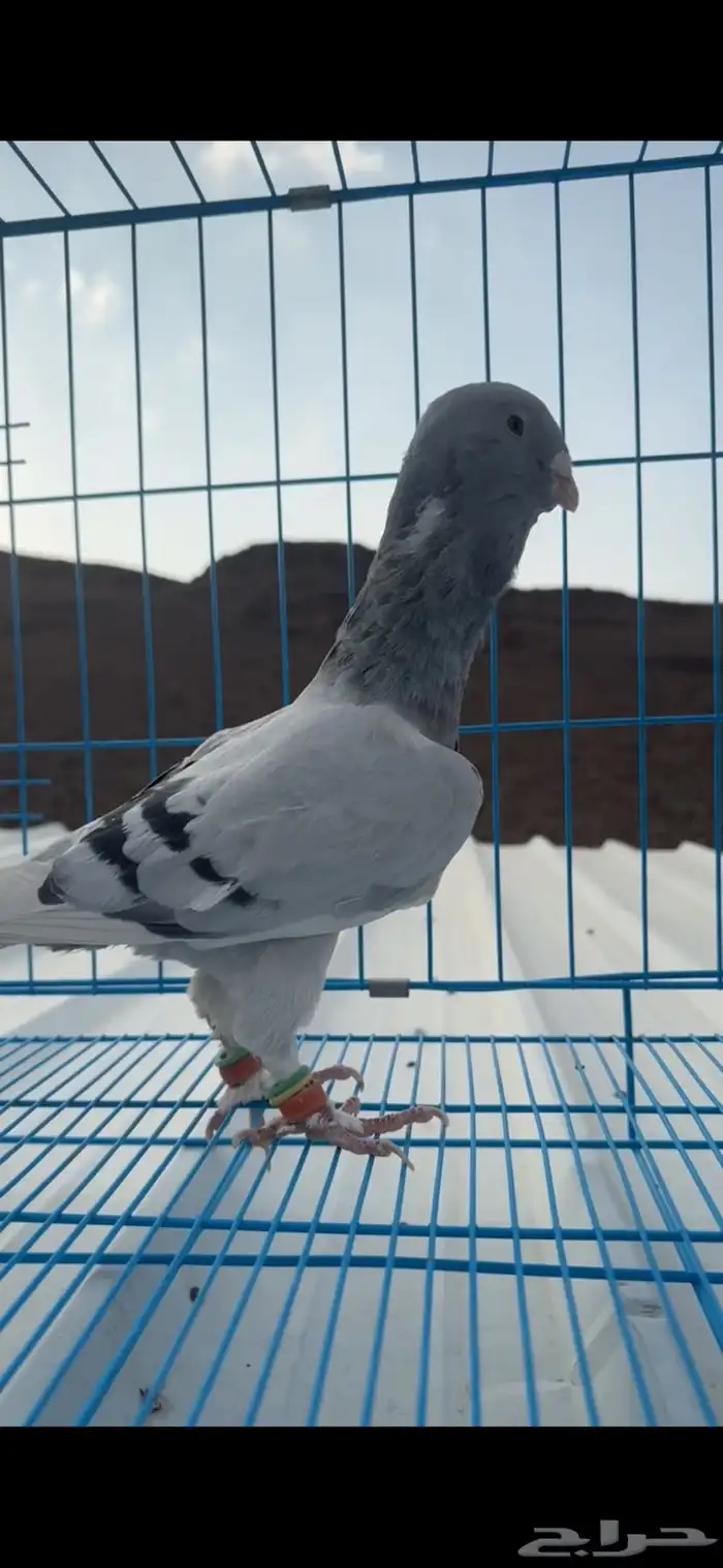 حمام شامي 0