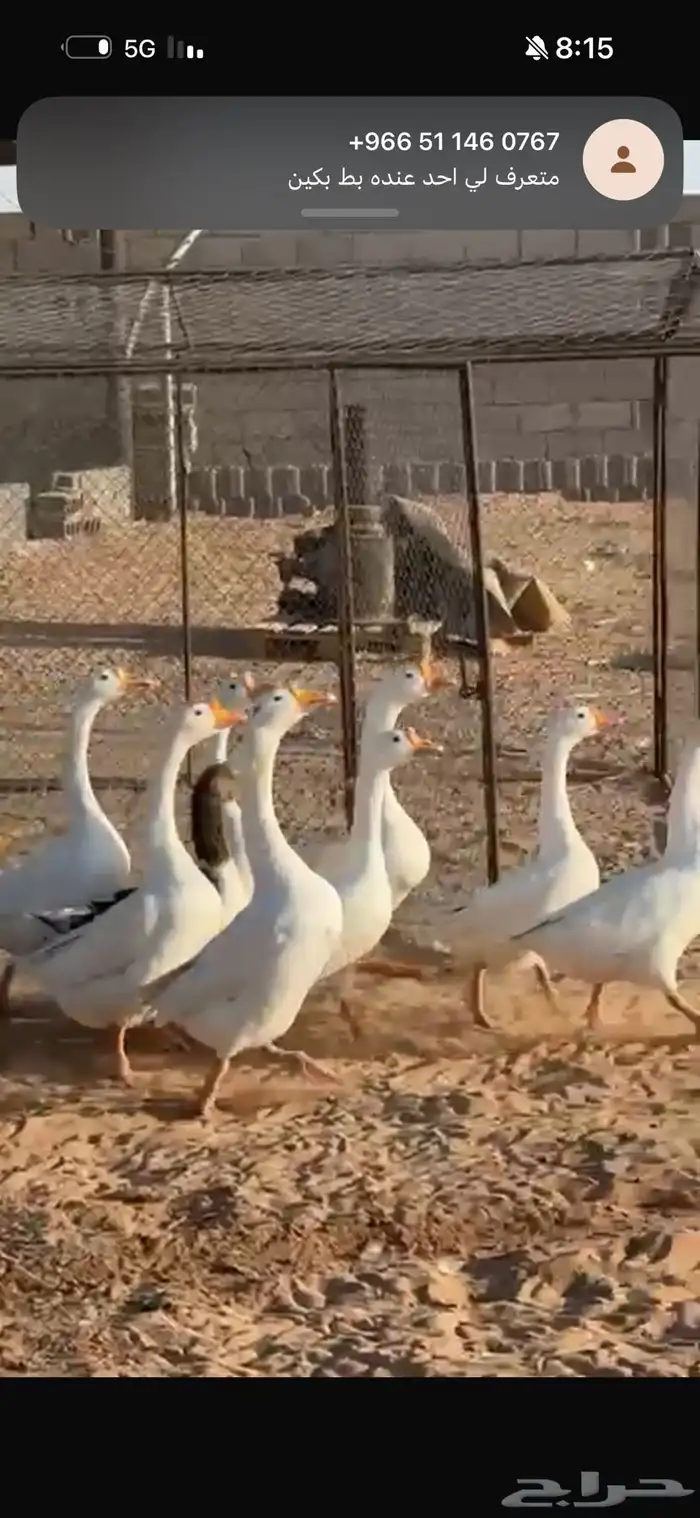وز بلغاري بيور 0