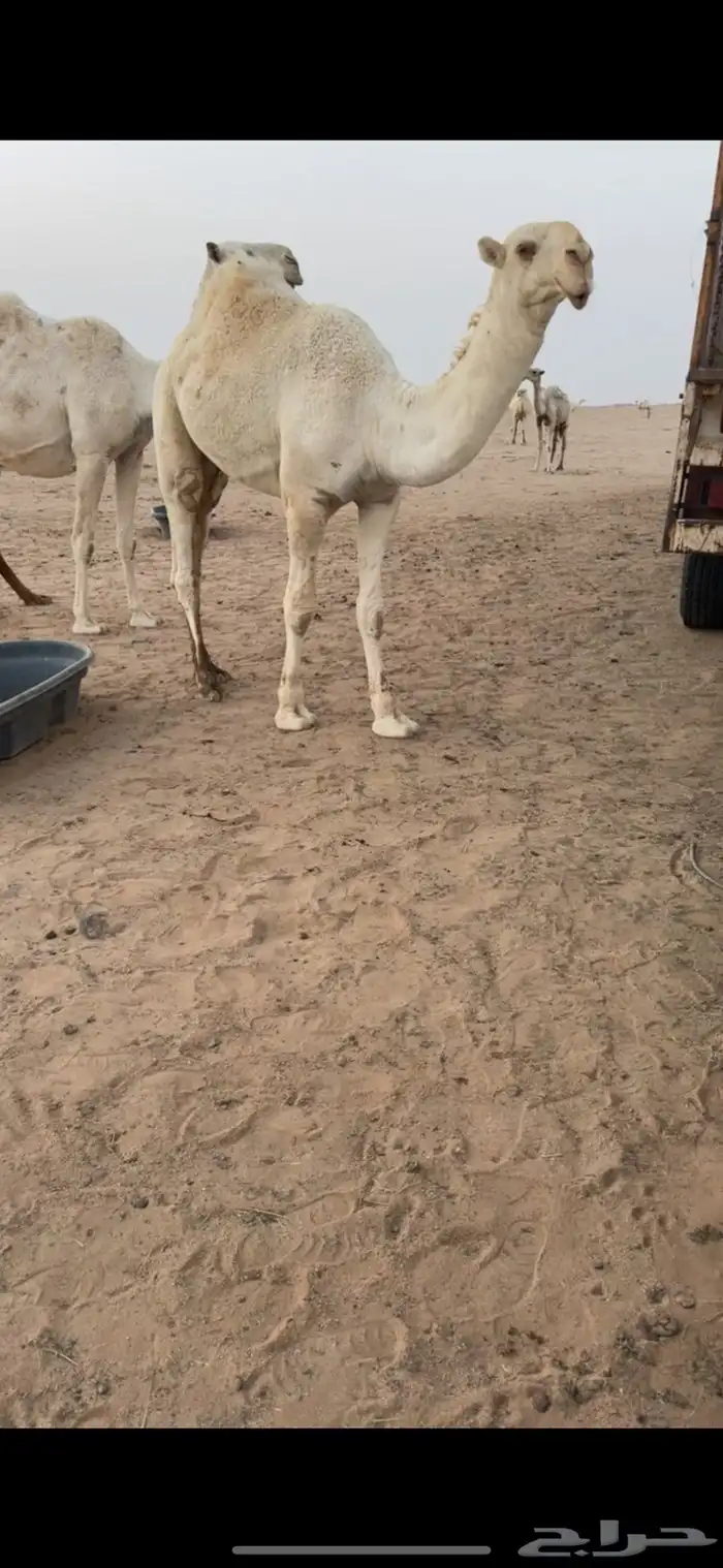 للبيع المفرود الرماني الكفووو جده بعير بن قريع الدوسري 1