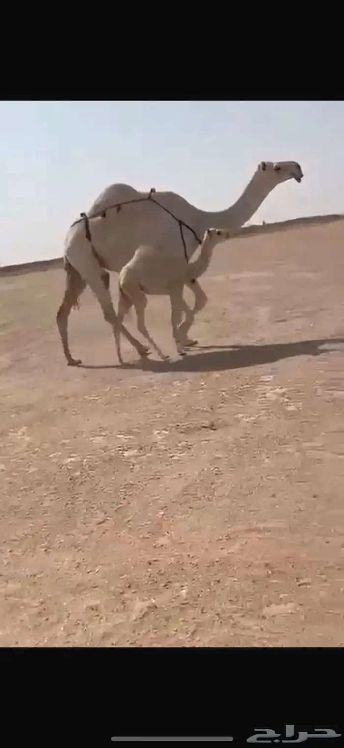البل 0