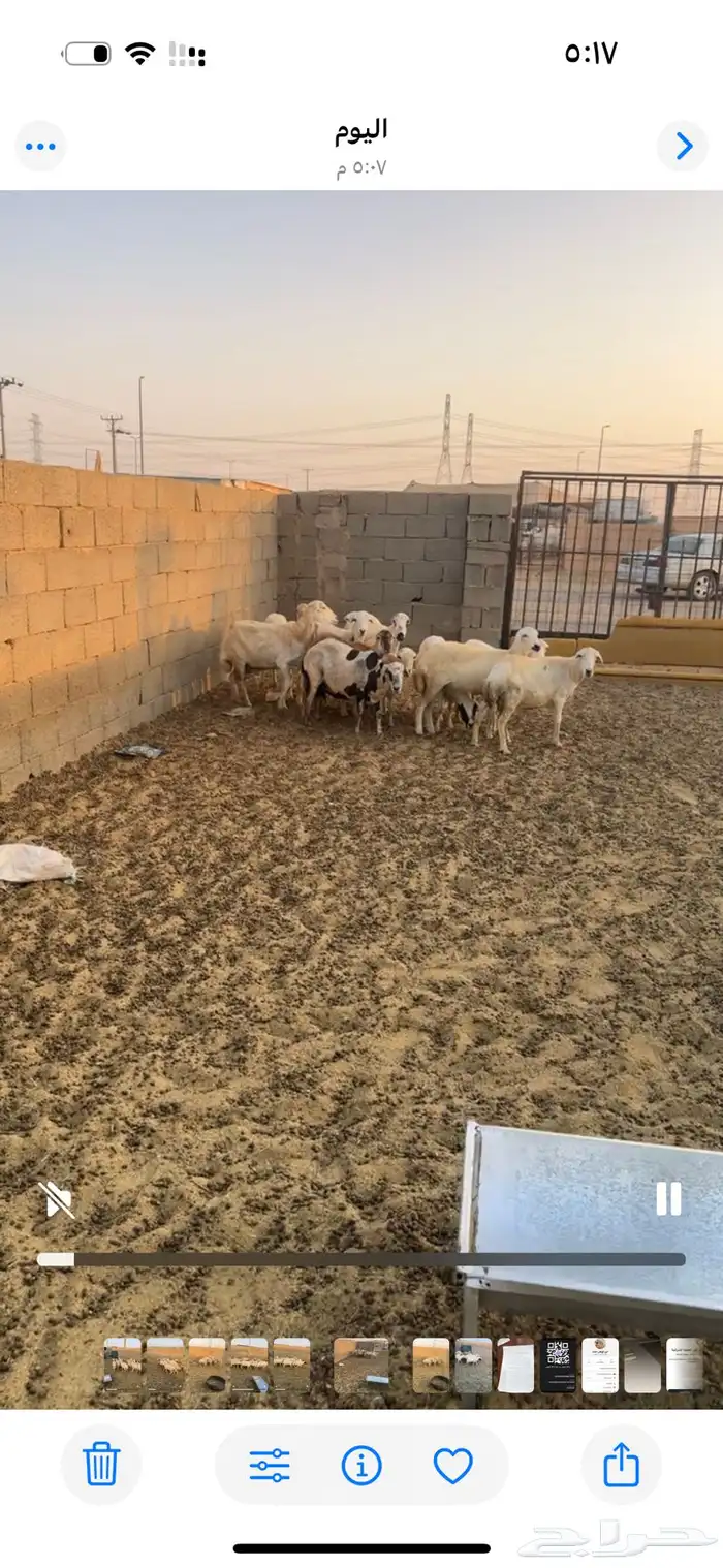 غنم رفيديات 0
