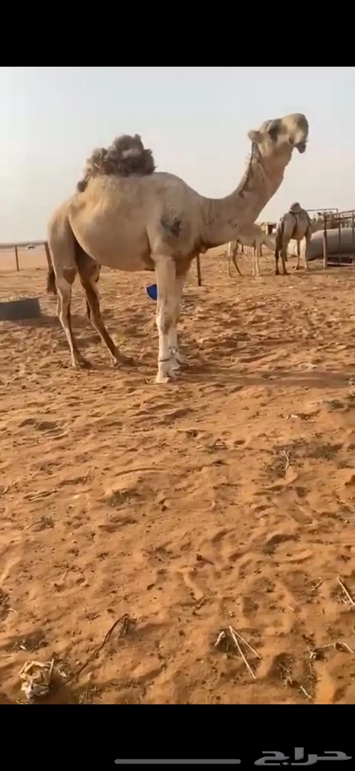 بيع الابل 1