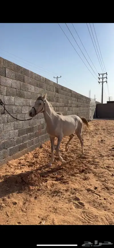 مهر index